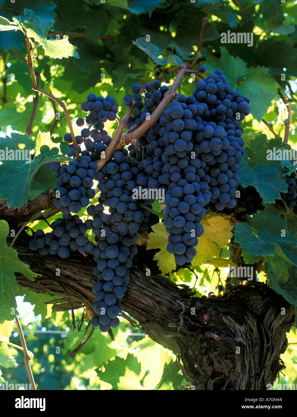 Stati Uniti, California, Sonoma County Ava, Windsor. Pronto per il raccolto il Merlot in San Francesco vigneti station wagon. Foto Stock