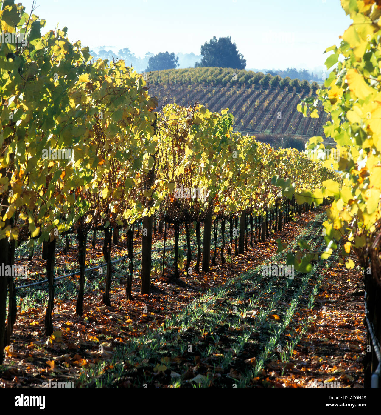 California, Los Carneros Ava, Beaulieu vigna. Lo Chardonnay in autunno Foto Stock