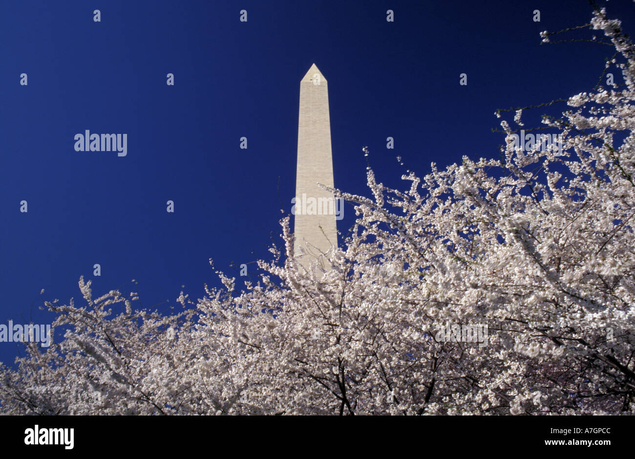 Stati Uniti d'America, Washington DC. Cherry Blossom Festival e il Monumento di Washington, 1886 Foto Stock