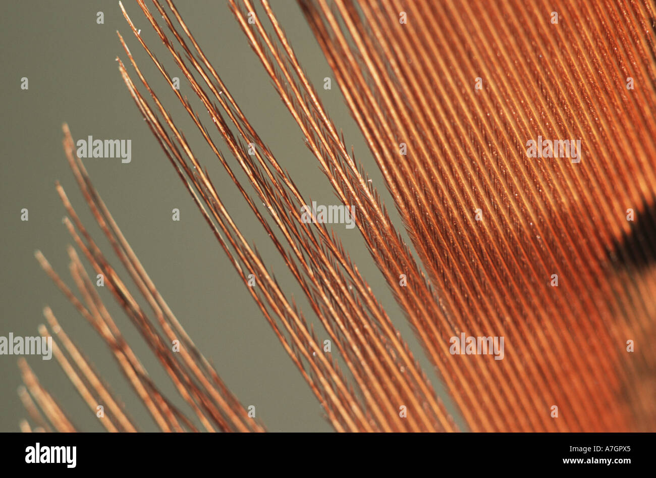 Piume fagiano Phasianus colchicus mostrando barbigli ad incastro Foto Stock