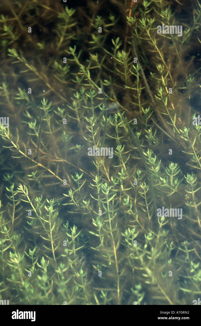 Nuova Zelanda PYGMYWEED Crassula helmsii sp invasiva introdotta dall'Australasia aquaria New Forest Hampshire REGNO UNITO Foto Stock