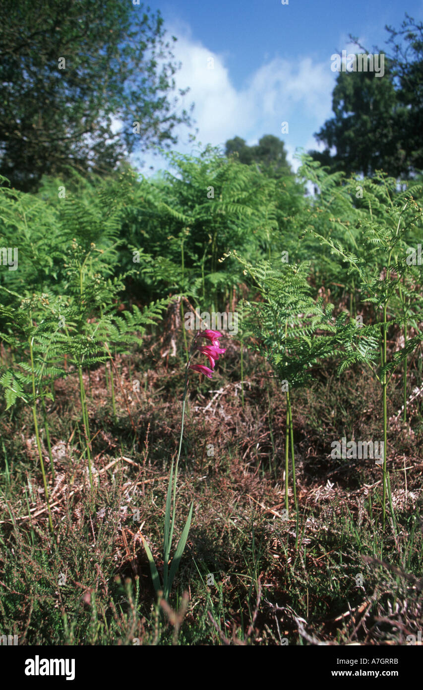 WILD GLADIOLUS in corrispondenza del bordo di un gruppo di bracken Gladiolus illyricus New Forest Hampshire REGNO UNITO Foto Stock