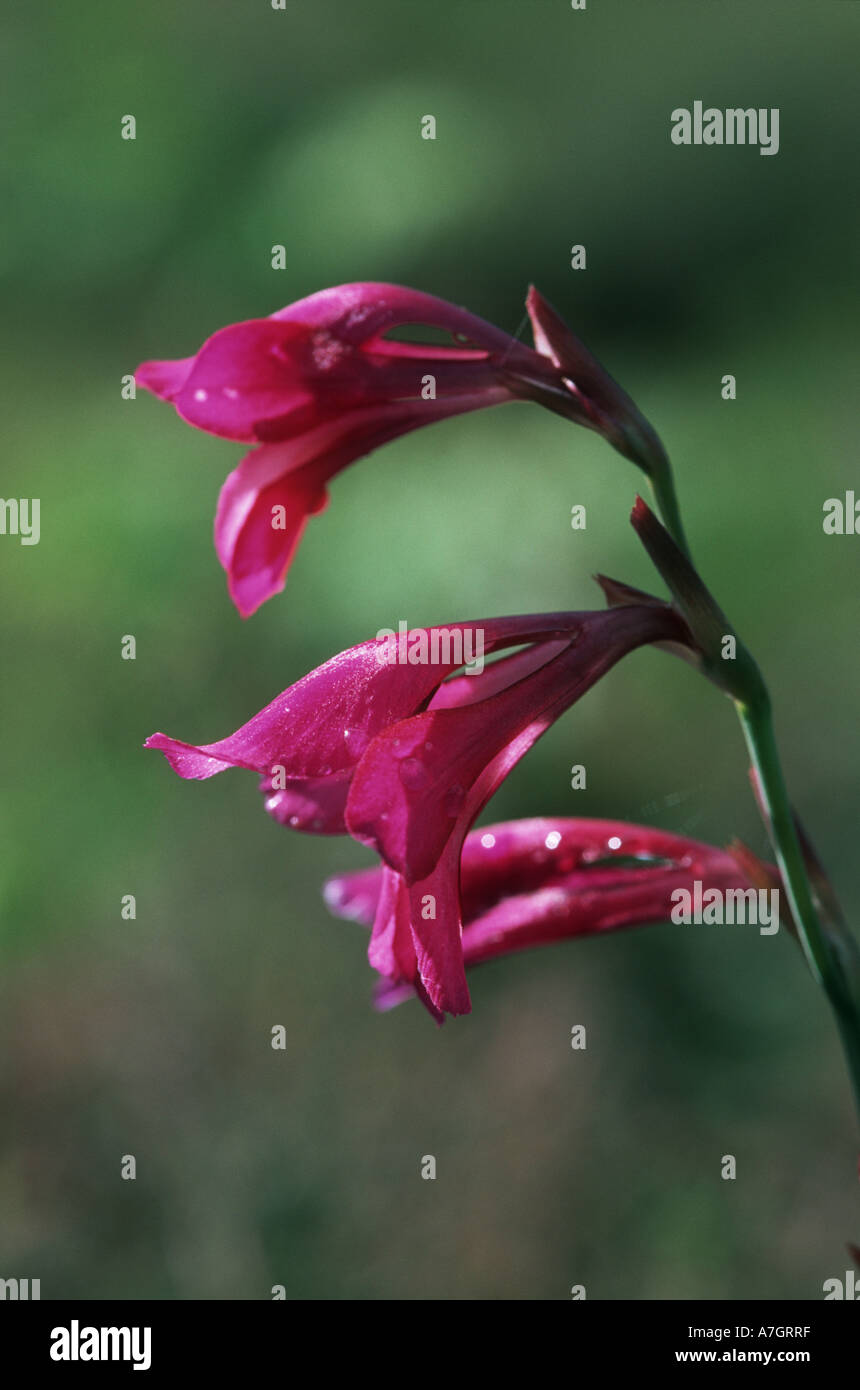 WILD GLADIOLUS Gladiolus illyricus New Forest Hampshire REGNO UNITO Foto Stock