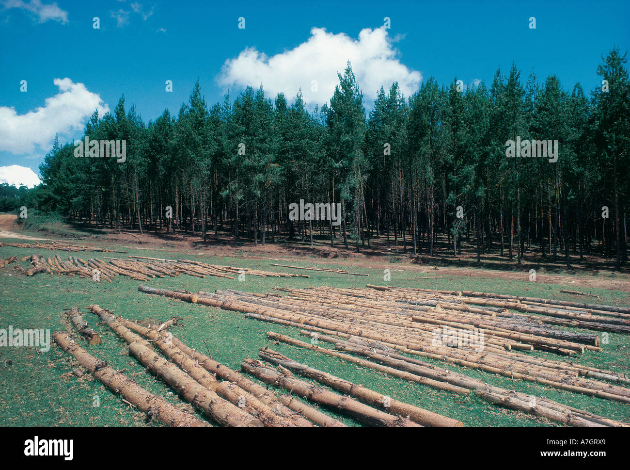 Abbattimento degli alberi di cipressi per la costruzione vicino a Limuru provincia centrale Kenya Africa orientale Foto Stock
