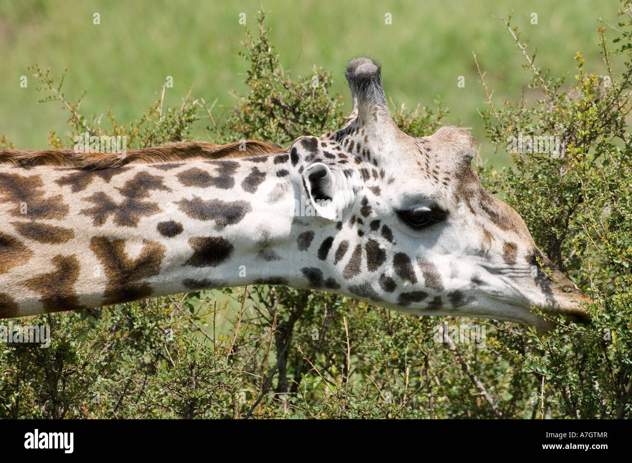 La giraffa in Kenya il Masai Mara Foto Stock