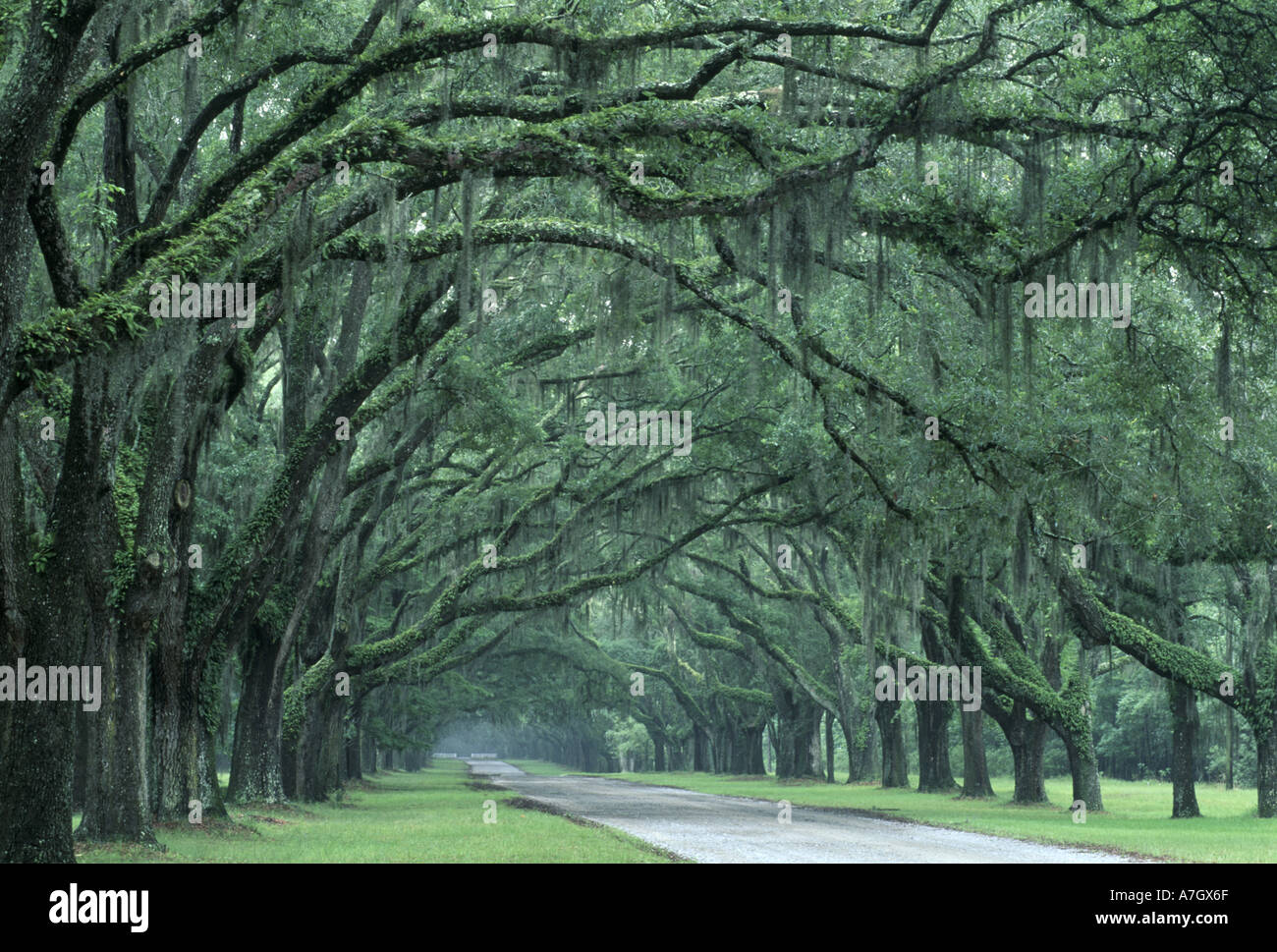 Nord America, U.S.A., Georgia, savana, Historic Wormsloe Plantation, ROVERE RIGATO-drive Foto Stock