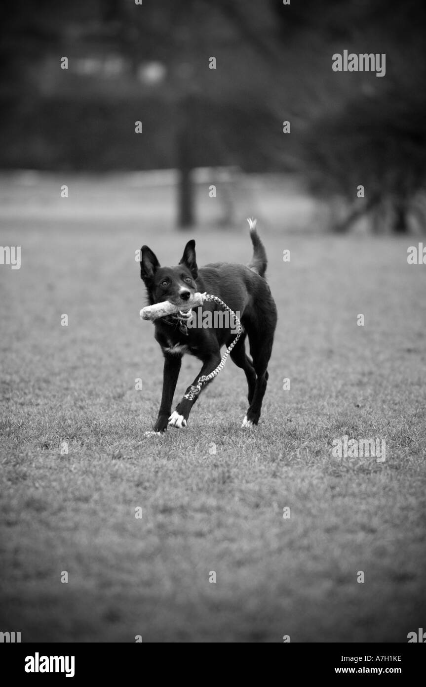 Cane nero giocando con il giocattolo in un parco Foto Stock