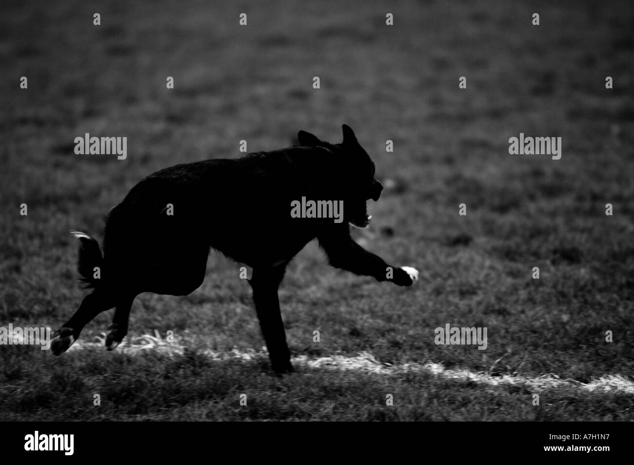 Cane nero in esecuzione sul campo di calcio Foto Stock