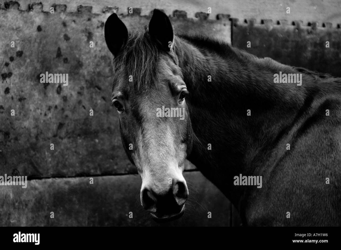 Ritratto di un cavallo Foto Stock