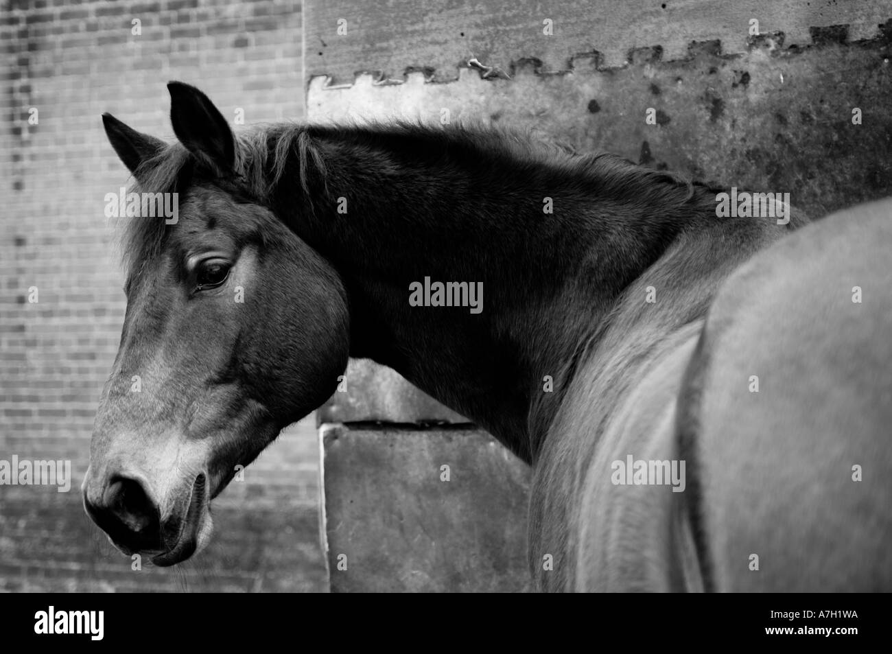 Ritratto di un cavallo Foto Stock