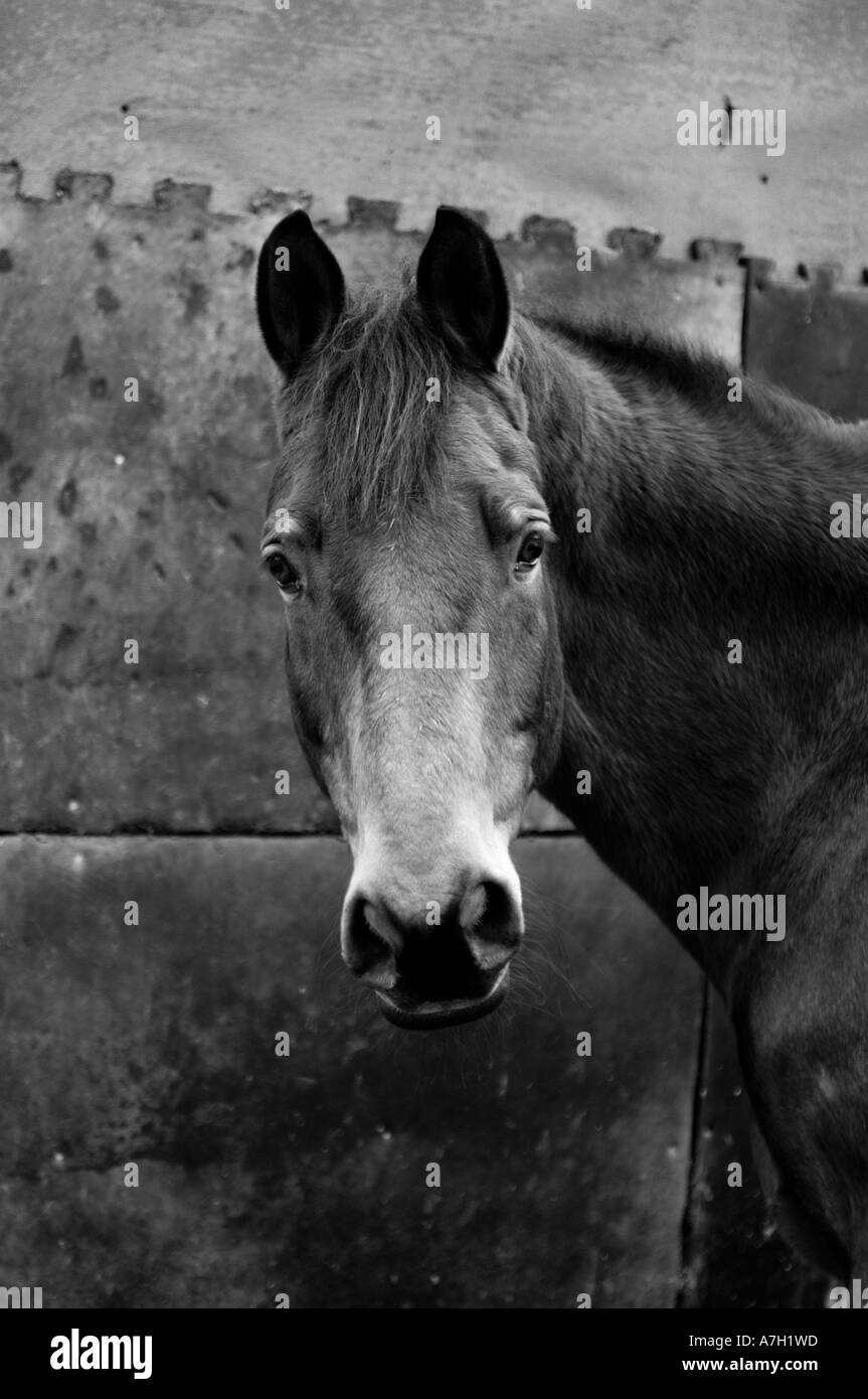 Ritratto di un cavallo Foto Stock