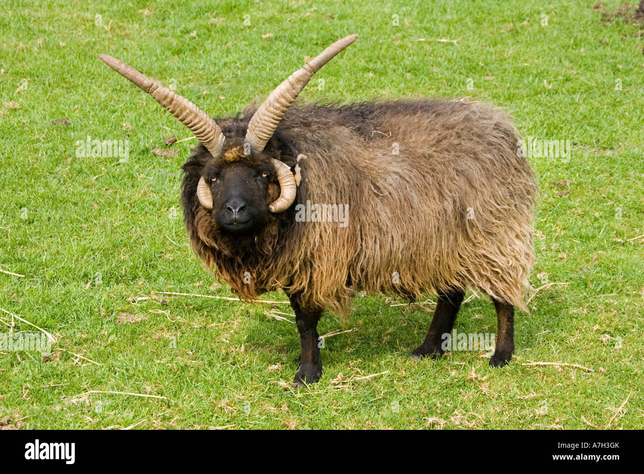 Quattro Hebridian cornuta o St Kilda pecore di razza rara fiducia Cotswold Farm Park Regno Unito Foto Stock