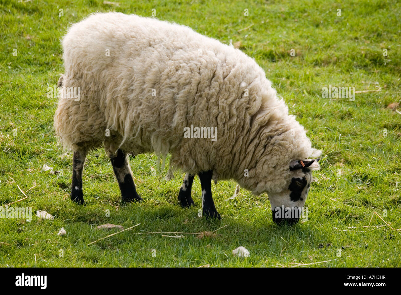 Kerry Hill pascolo di ovini Cotswold Farm Park GLOUCESTERSHIRE REGNO UNITO Foto Stock