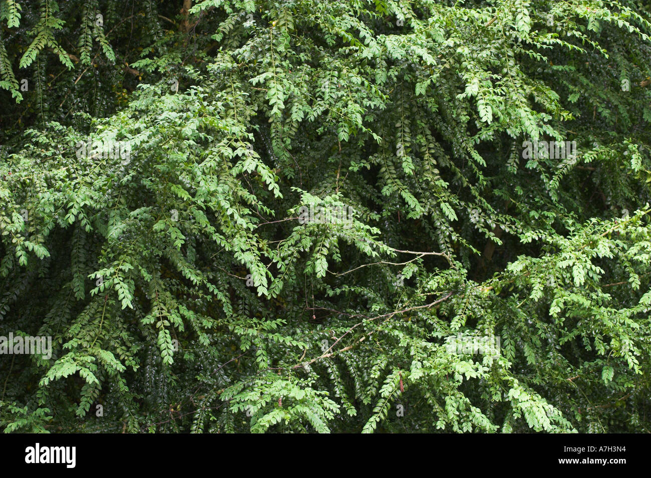 Casella Buxus sempervirens Brownsea Island Dorset UK Famiglia Buxaceae Evergreen piccolo albero a crescita lenta e a lunga durata Foto Stock