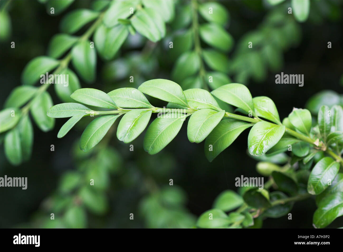 Casella Buxus sempervirens Brownsea Island Dorset UK Famiglia Buxaceae Evergreen piccolo albero a crescita lenta e a lunga durata Foto Stock