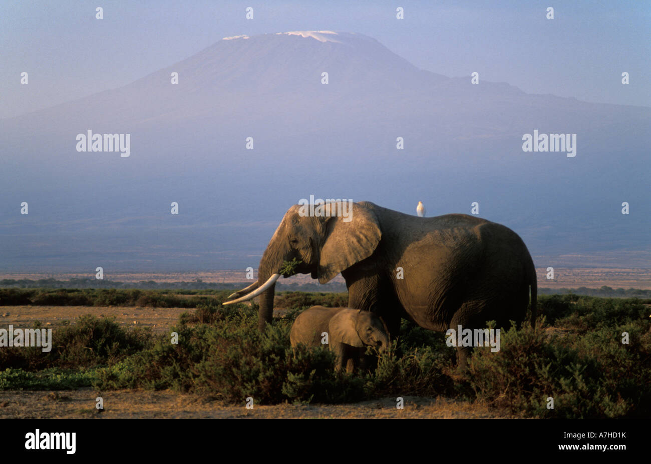Elefante africano con giovani di fronte il Monte Kilimanjaro, Loxodonta africana africana, Amboseli National Park, Kenya Foto Stock