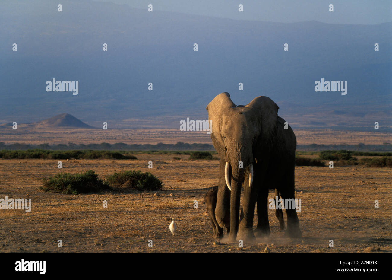 Elefante africano con giovani, Loxodonta africana africana, Amboseli National Park, Kenya Foto Stock