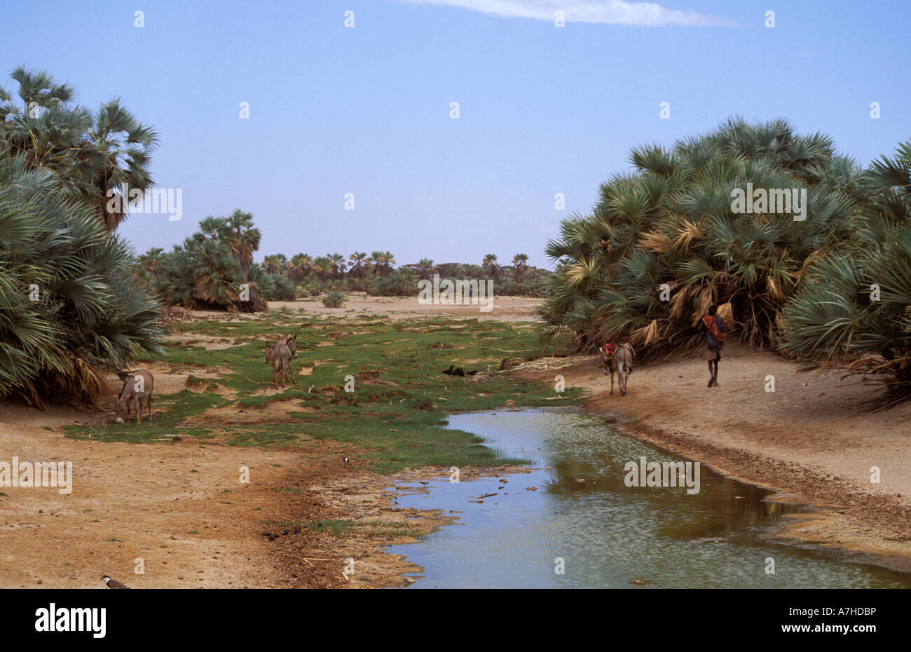 Oasi nel deserto Chalbi, Kenya Foto Stock