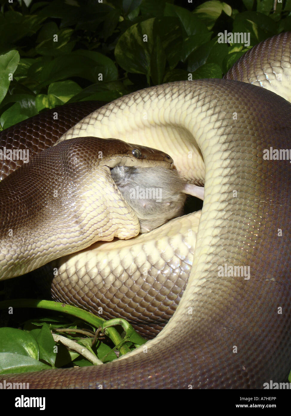 Olive python antaresia olivaceus deglutizione preda di ratto Queensland del nord Australia Foto Stock