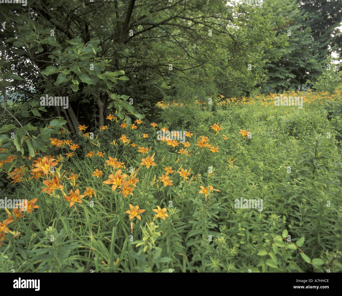 Nord America, USA, Kentucky, Louisville giorno lilys crescente lungo il bordo del bosco Foto Stock