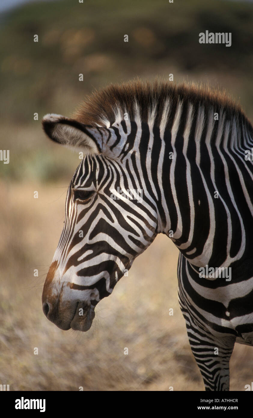 Di Grevy zebra, Equus grevyi, Samburu riserva nazionale, Kenya Foto Stock