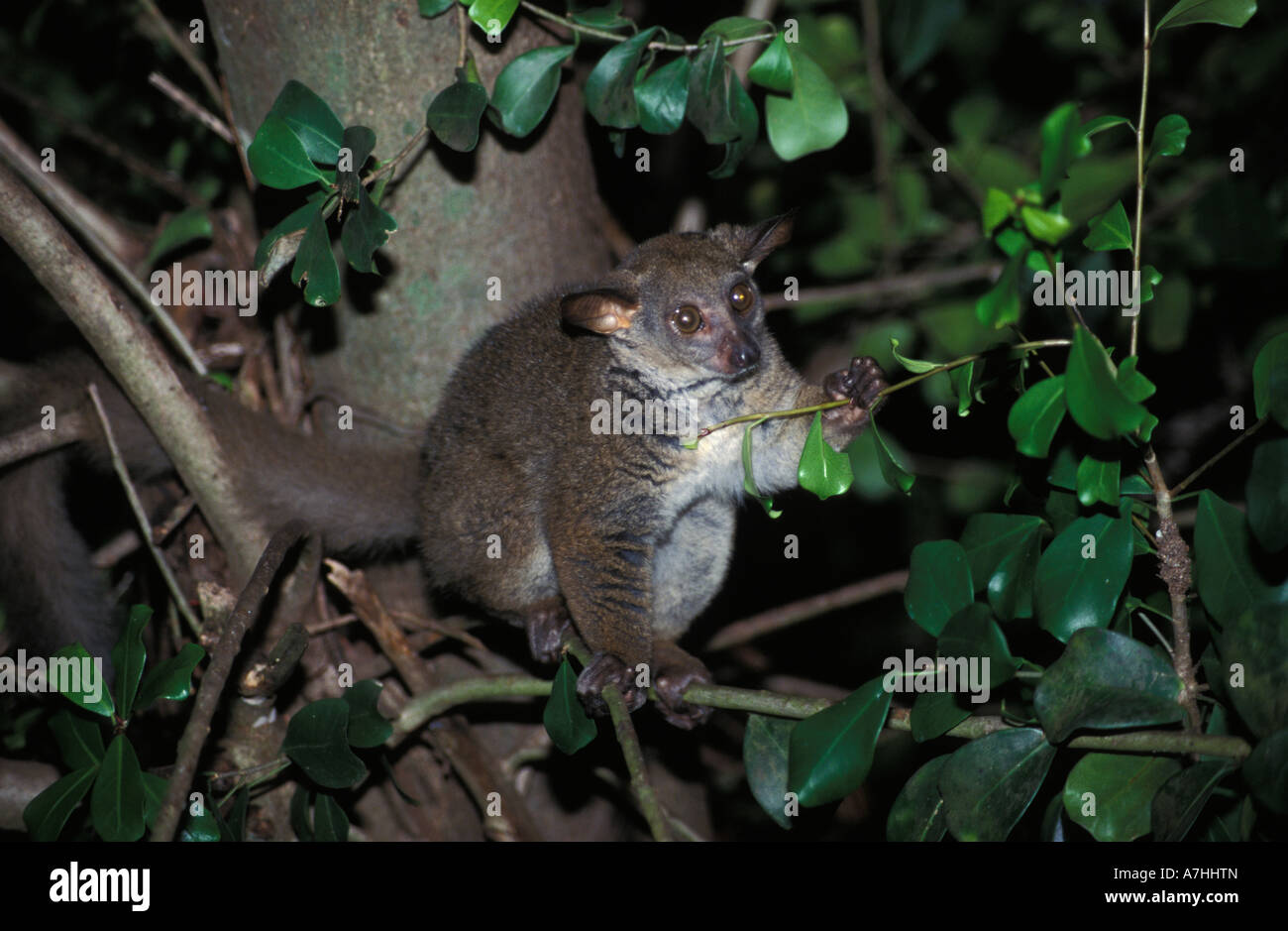 Maggiore galago, Galago crassicaudatus, Shimba Hills National Park, Kenya Foto Stock