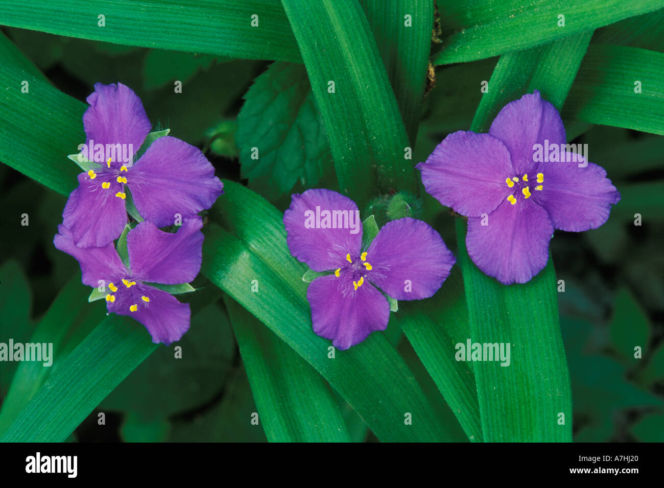 Fiori Spiderwort, Tradescantia virginiana, Kentucky Foto Stock