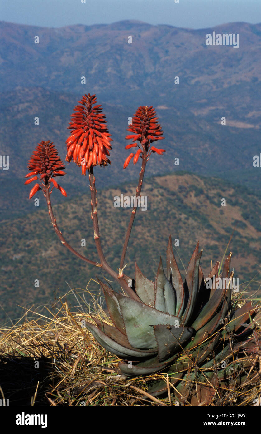 Aloe, Nyika National Park, Malawi Foto Stock