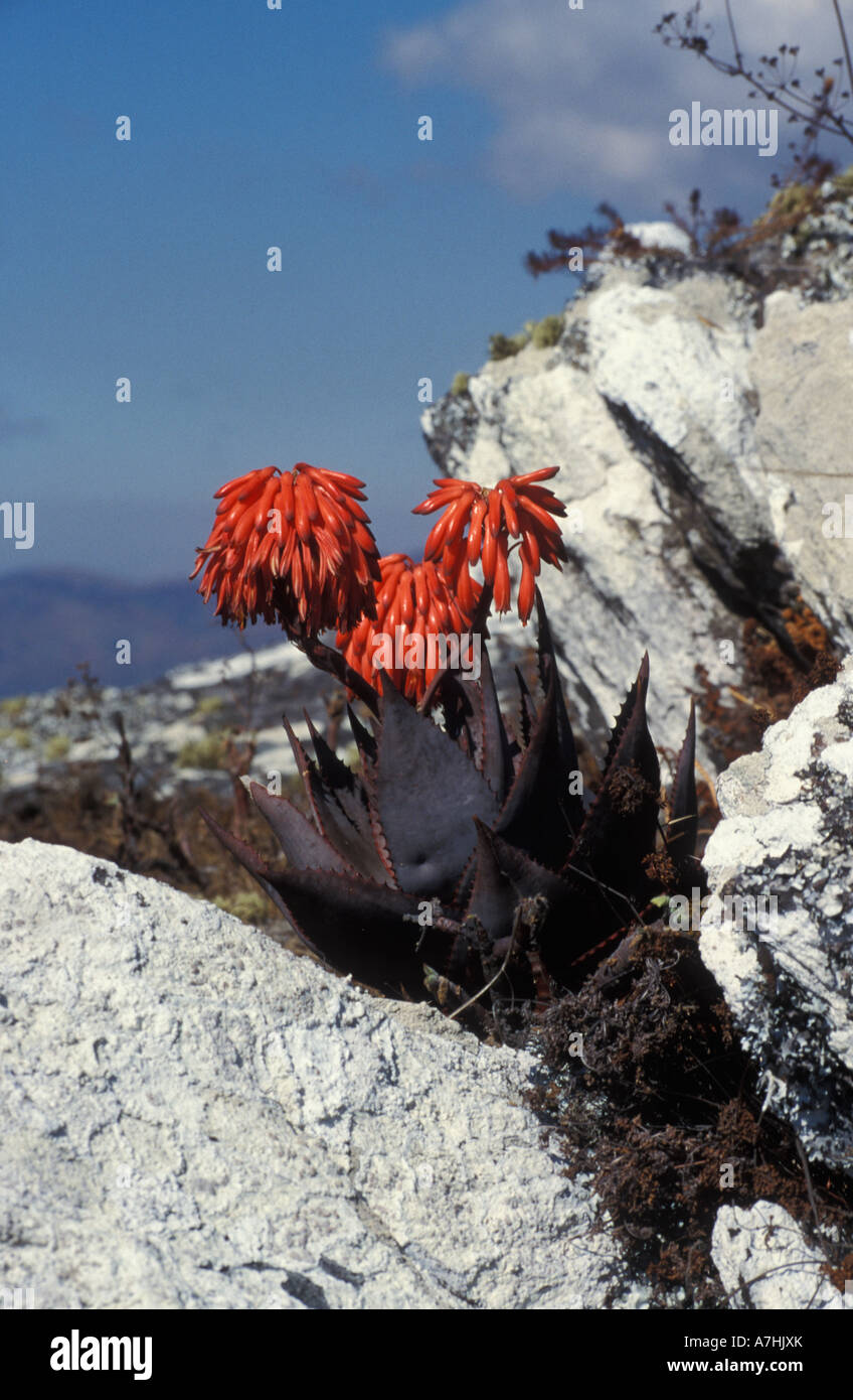 Aloe, Nyika National Park, Malawi Foto Stock