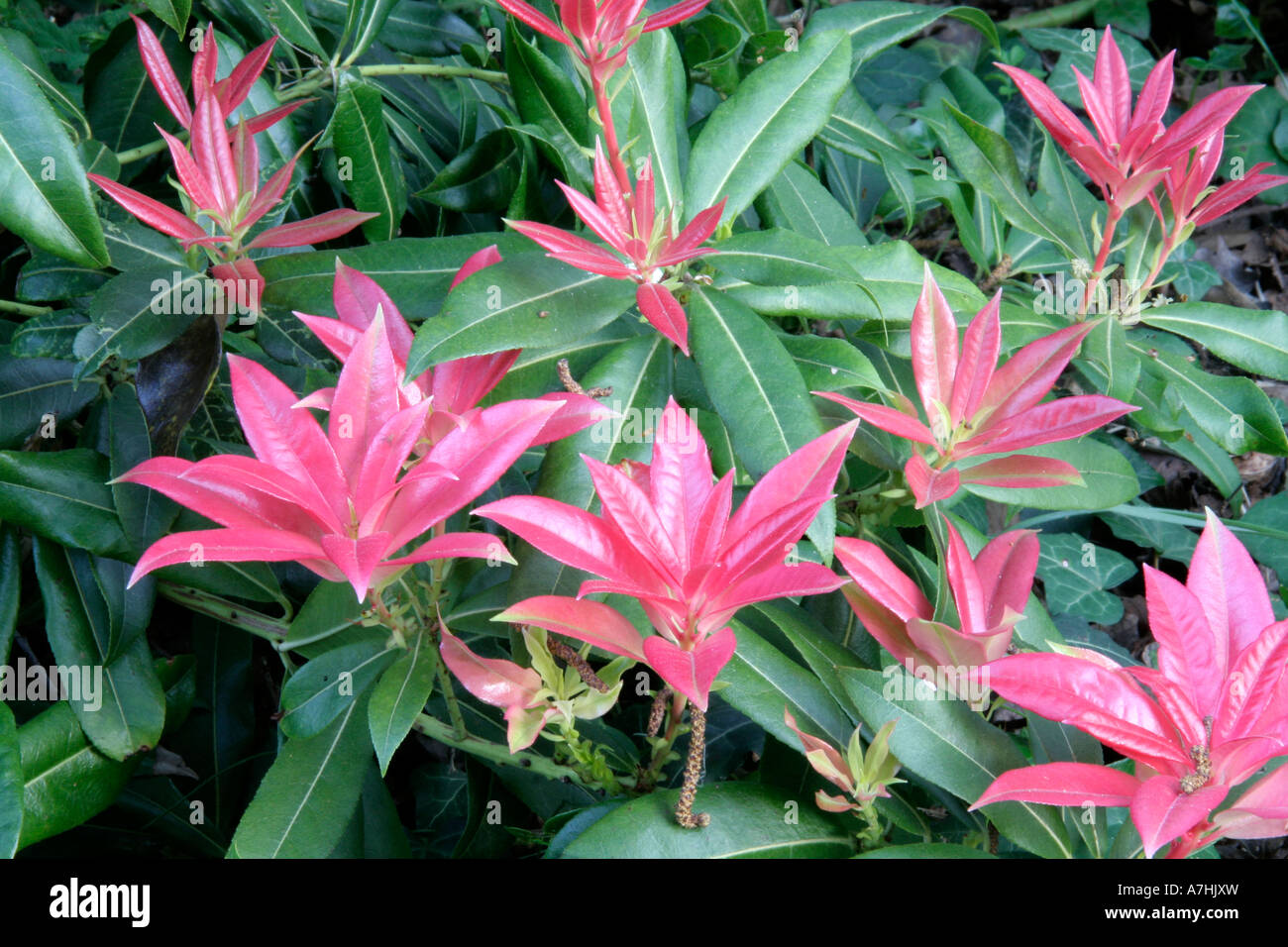Sarcococca formosa forrestii Wakehurst AGM ha colore nuove foglie alcune settimane più tardi poi il meglio noto sarcococca forme japonica Foto Stock