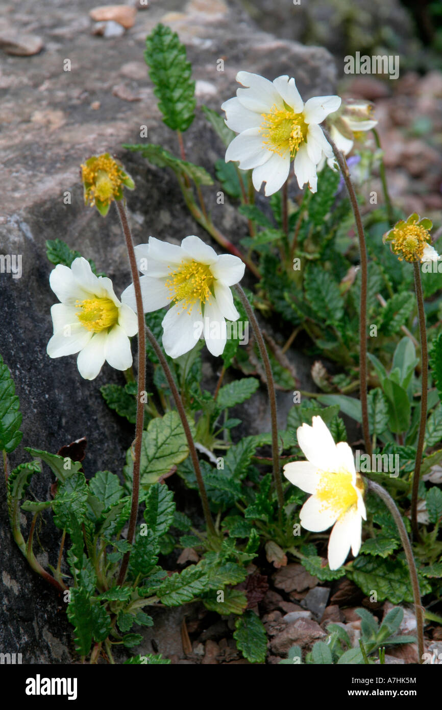 Dryas octopetala fioritura nel mese di aprile Foto Stock
