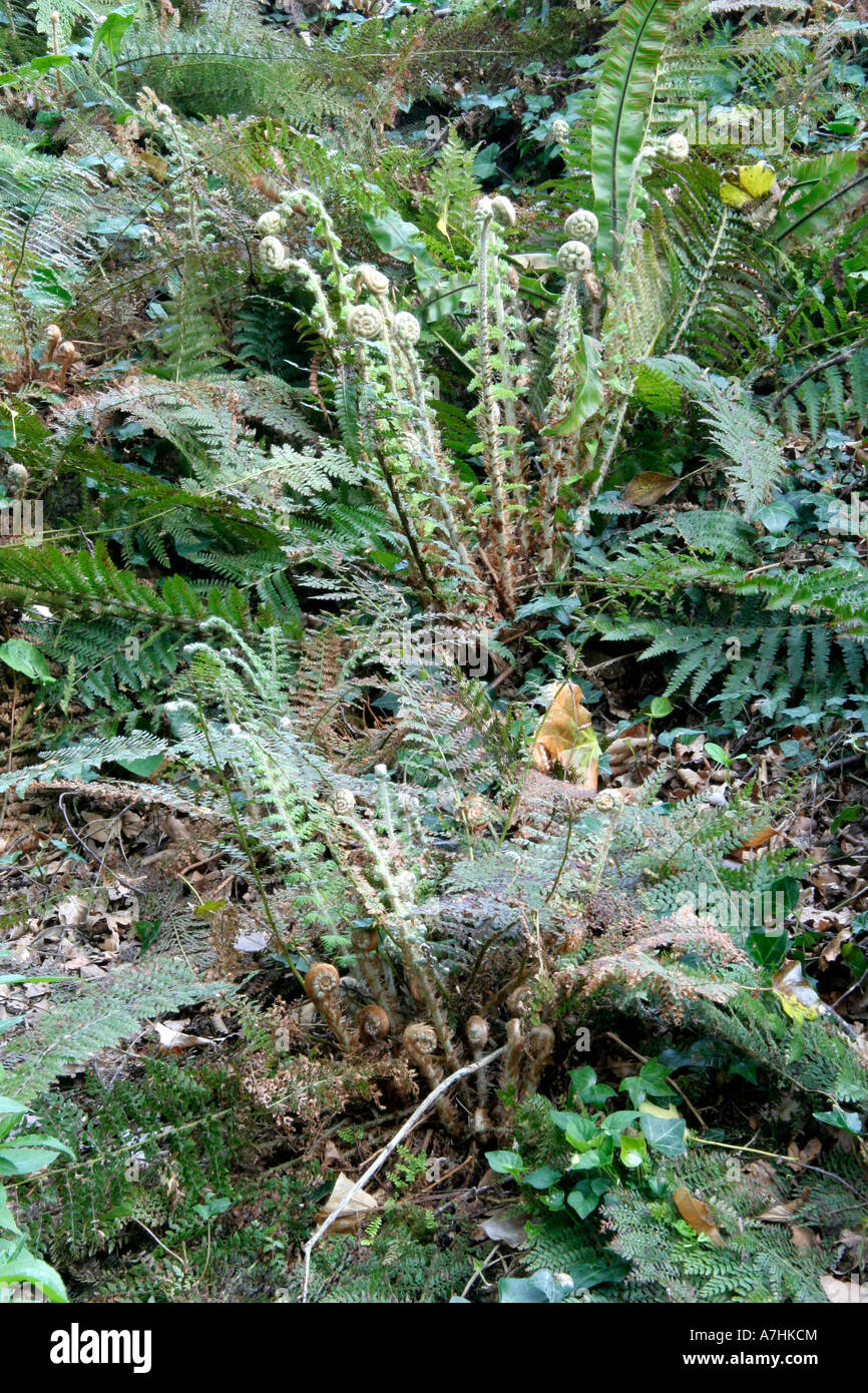 Via dal Goyle in Holbrook- che difficile area dove il giardino e il Wild soddisfare Foto Stock