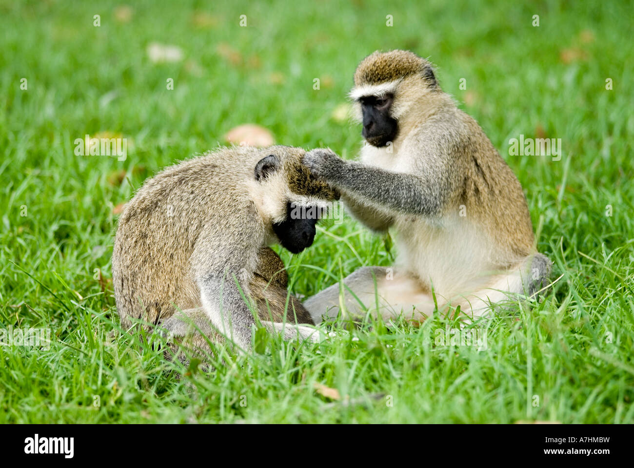 VERVET MONKEY Cercopithecus aethiops due toelettatura Foto Stock