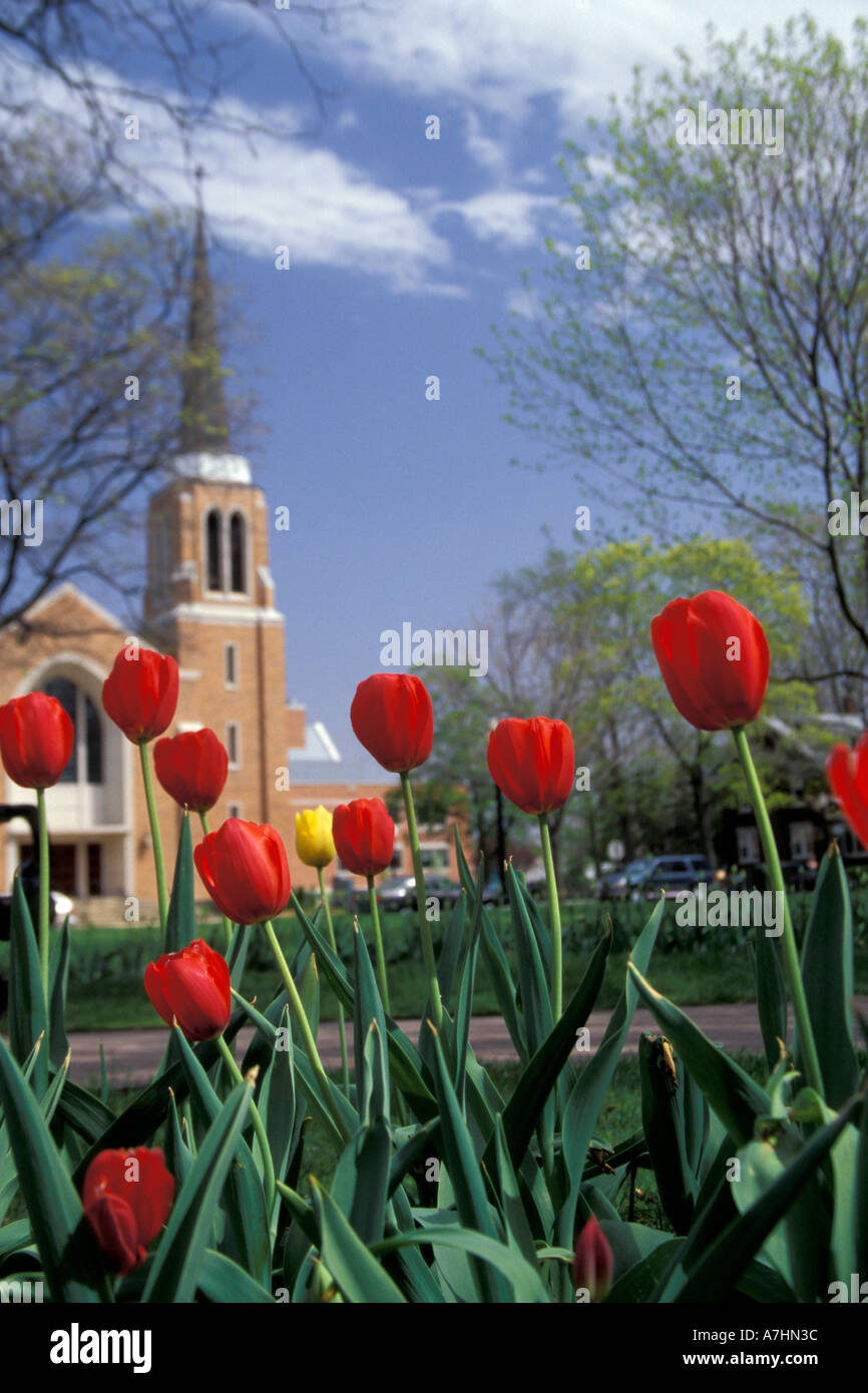 NA, STATI UNITI D'AMERICA, Michigan, Ottawa County, Olanda, Centennial Park, tulipani rossi foreground, Christian Chiesa Riformata in background Foto Stock