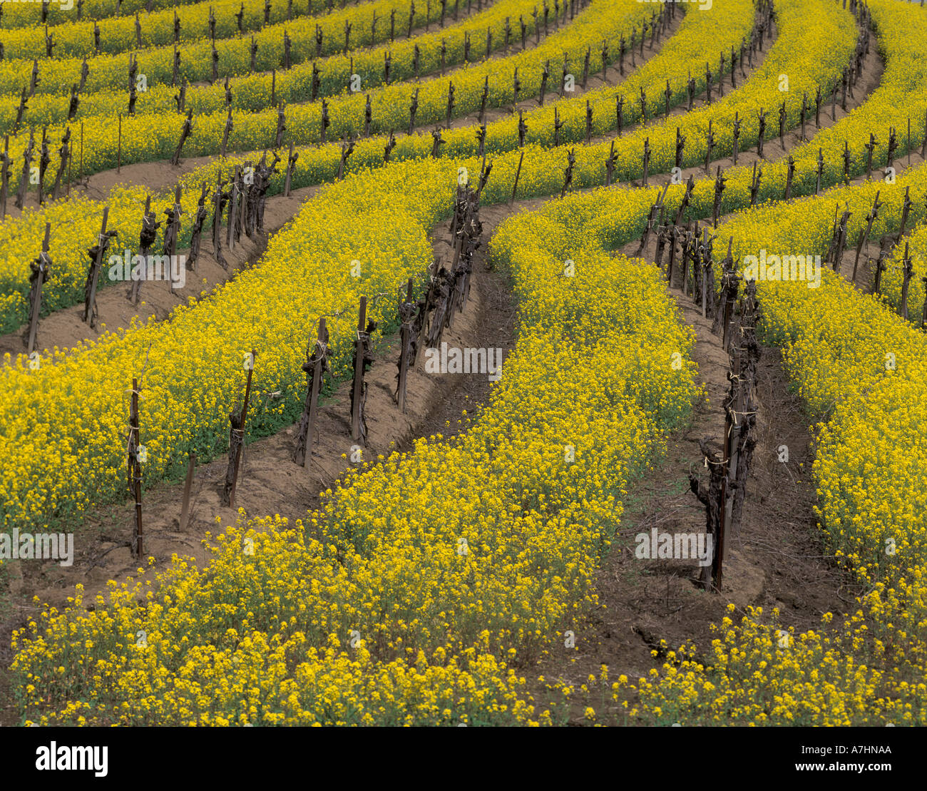 Nord America, Stati Uniti d'America, CA, Carneros winery, molla bloom di senape tra vitigno righe Foto Stock