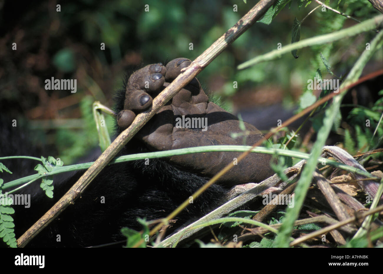 Gorilla di Montagna piede, Gorilla gorilla berengei, montagne Virunga, Parco Nazionale Vulcani, Ruanda Foto Stock