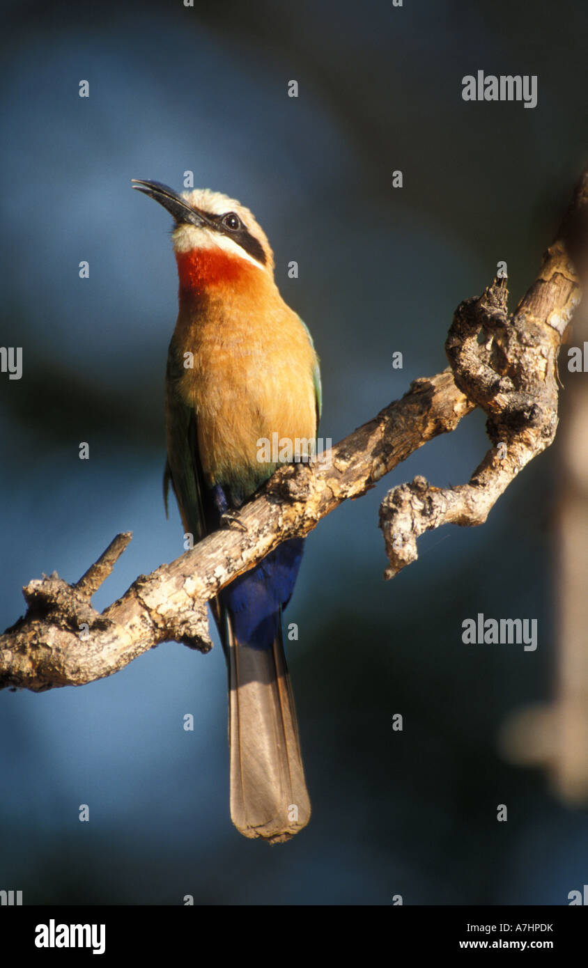 Bianco-fronteggiata gruccione Merops bullockoides Parco Nazionale di Kafue Zambia Foto Stock