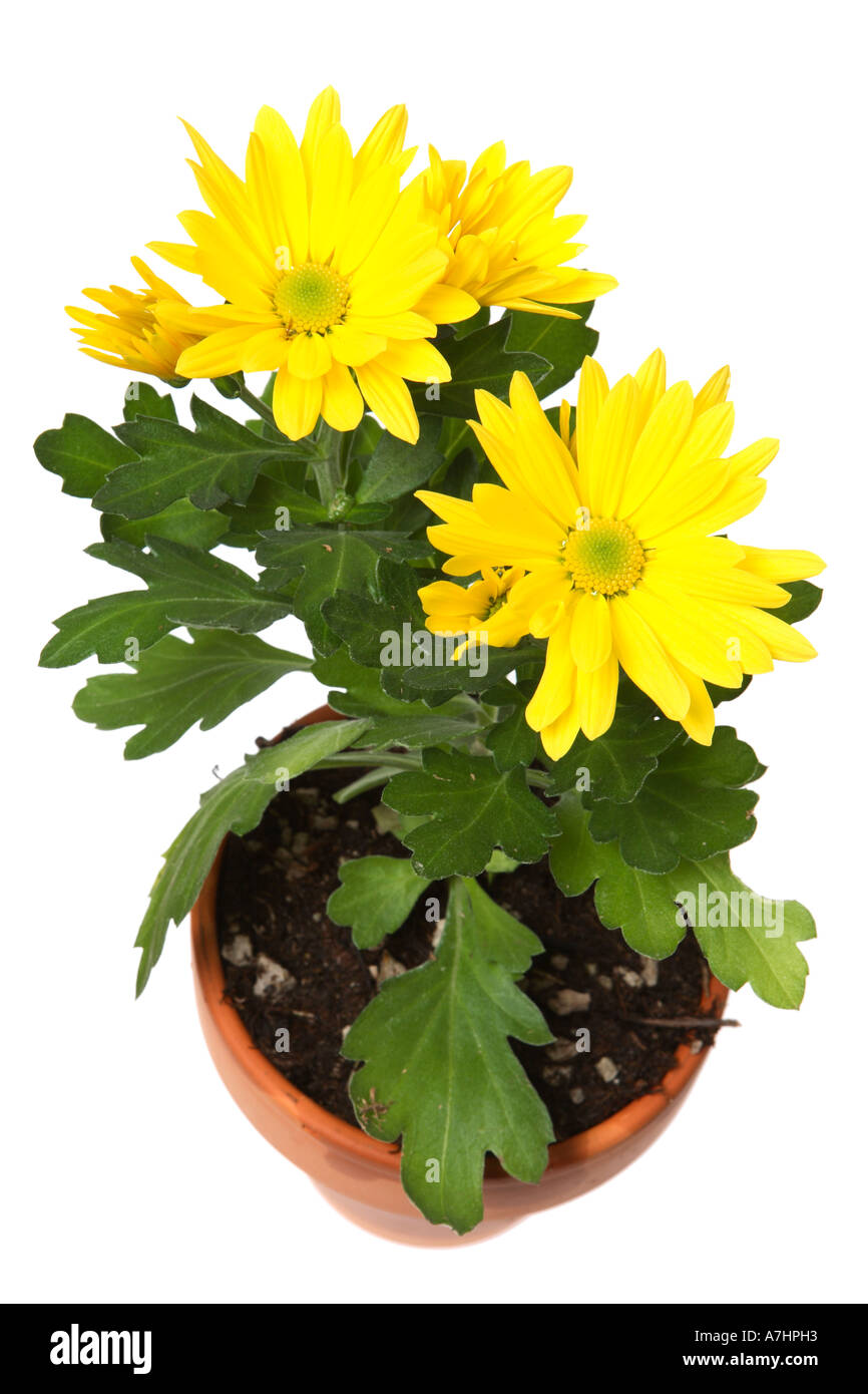 Crisantemo giallo Foto Stock
