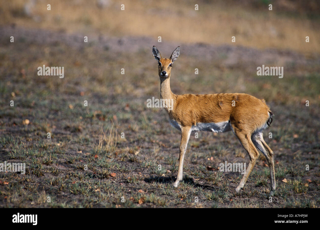 Oribi Ourebia ourebi Parco Nazionale di Kafue Zambia Foto Stock