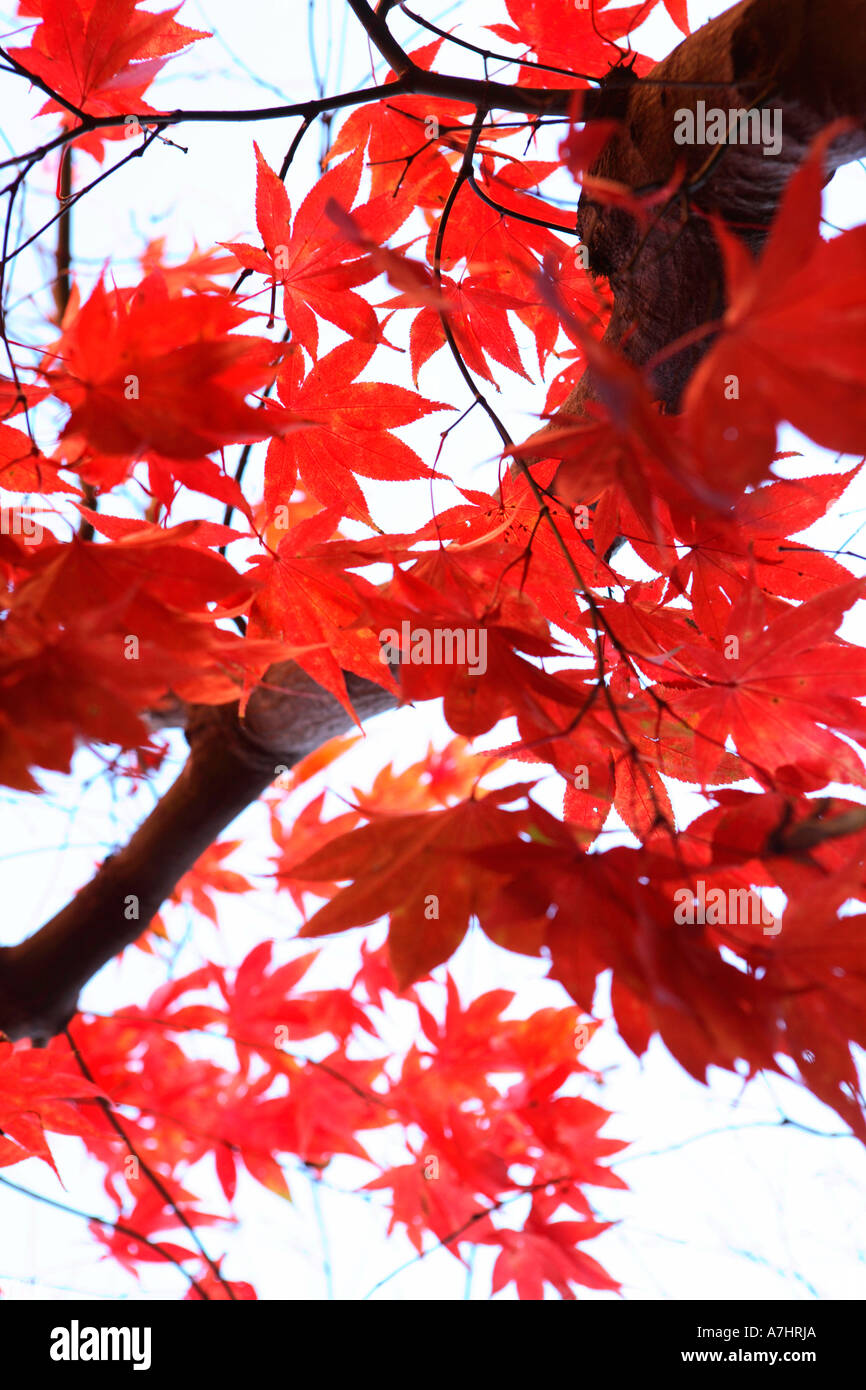 Aceri rossi Foto Stock