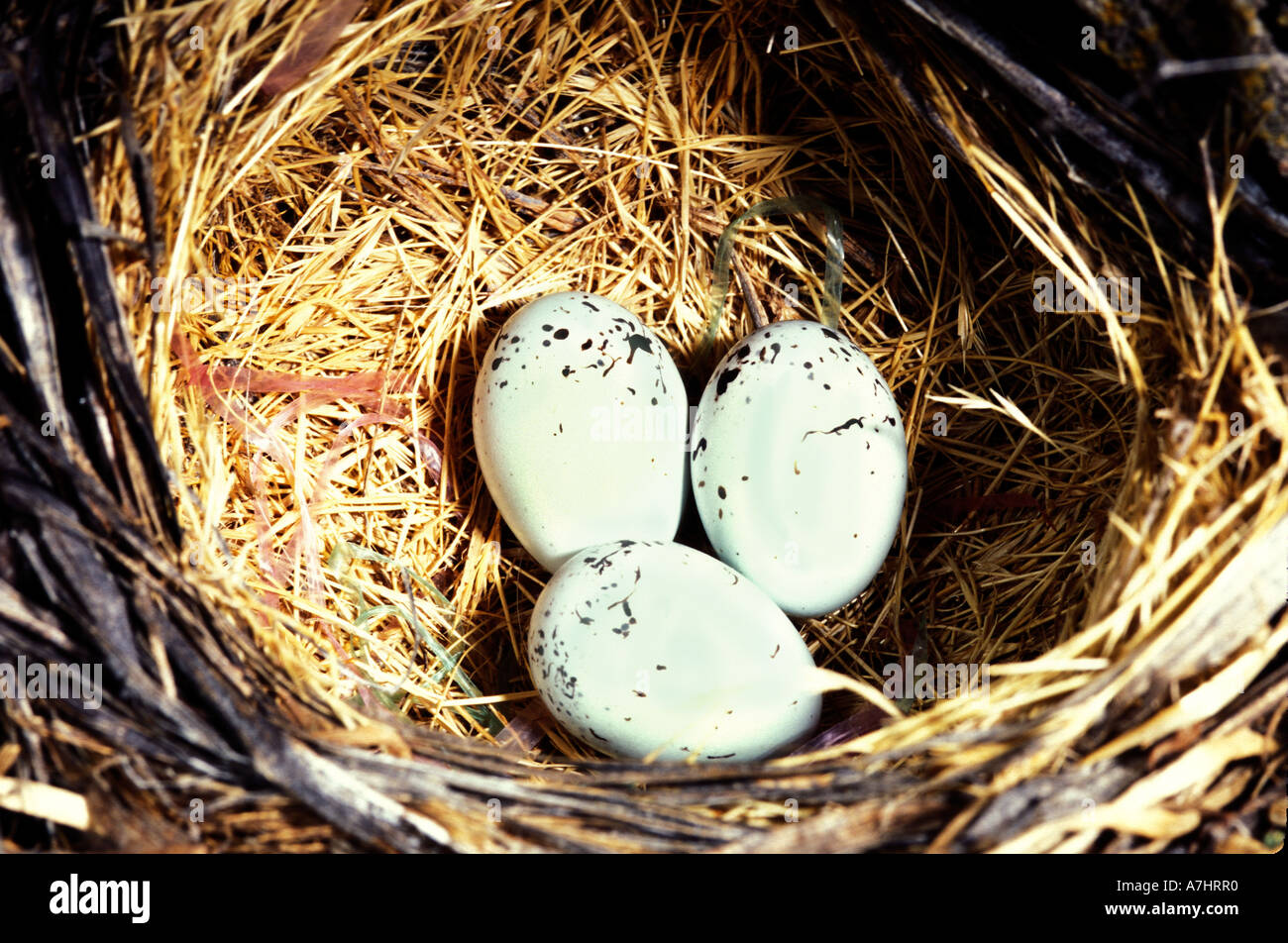 La Abert Towhee Pipilo aberti nido e uova Foto Stock