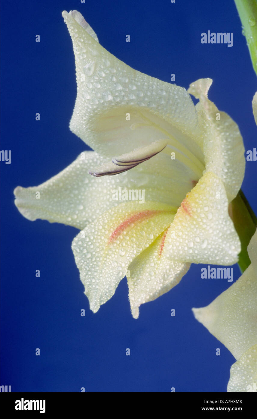 Gladiolus 'Halley". Nanus gruppo. Foto Stock