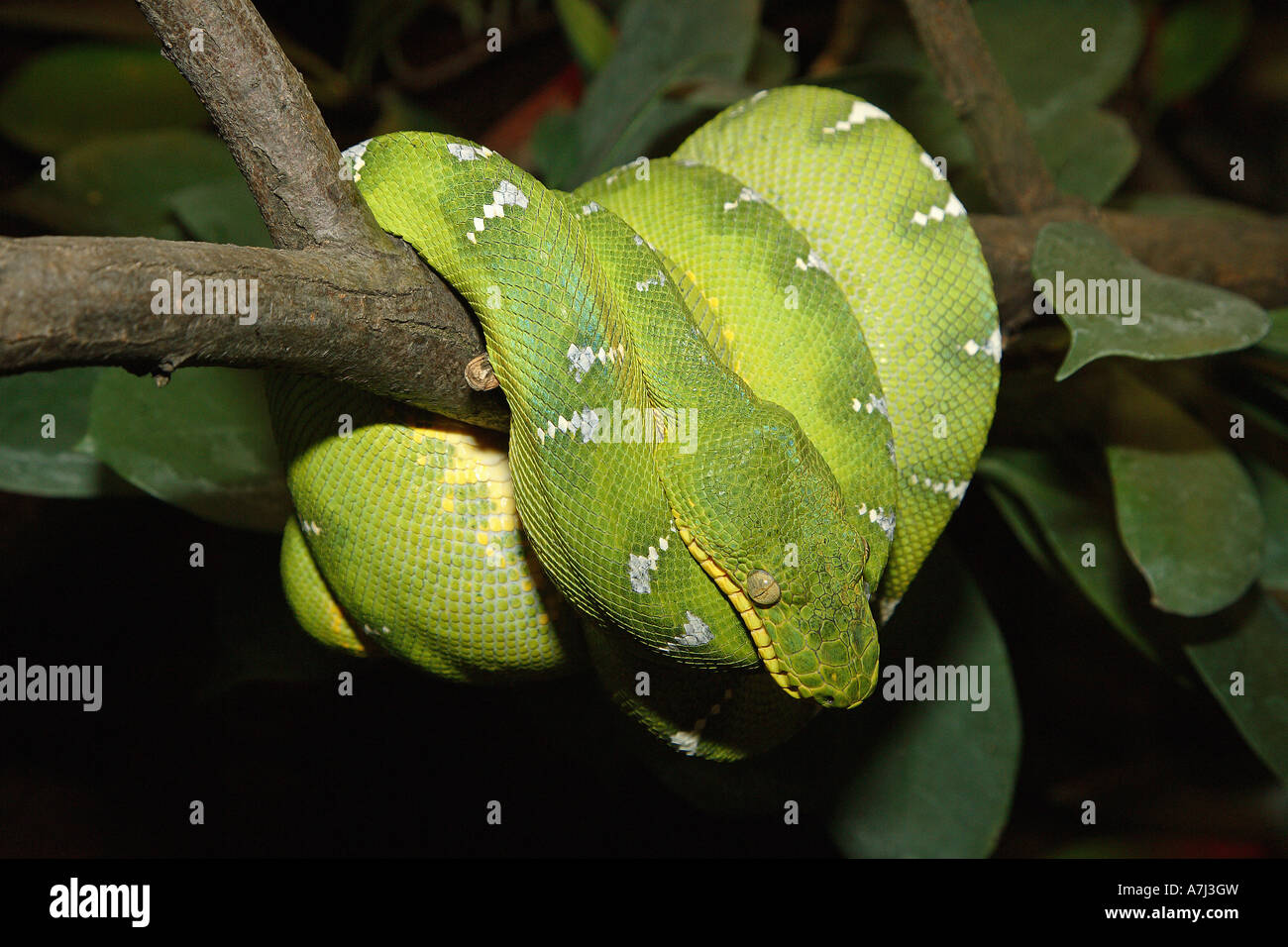 Emerald tree boa / Corallus caninus Foto Stock