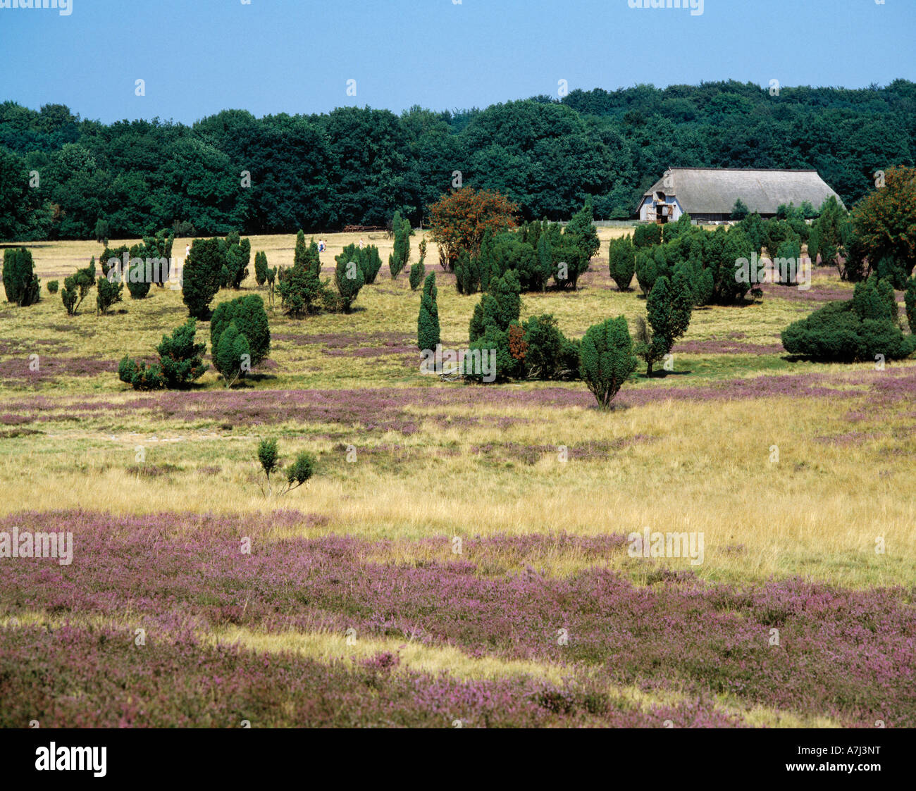 Bauernhof in der bluehenden Heidelandschaft im Naturschutzpark Lueneburger Heide, Bassa Sassonia Foto Stock