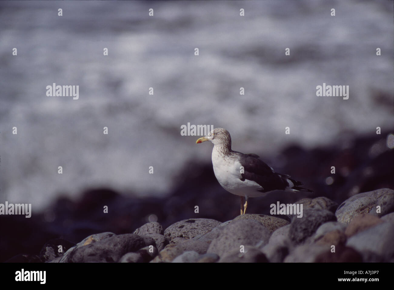 Giallo-zampe (gabbiano Larus cachinnans atlantis) sulla riva su La Gomera Foto Stock