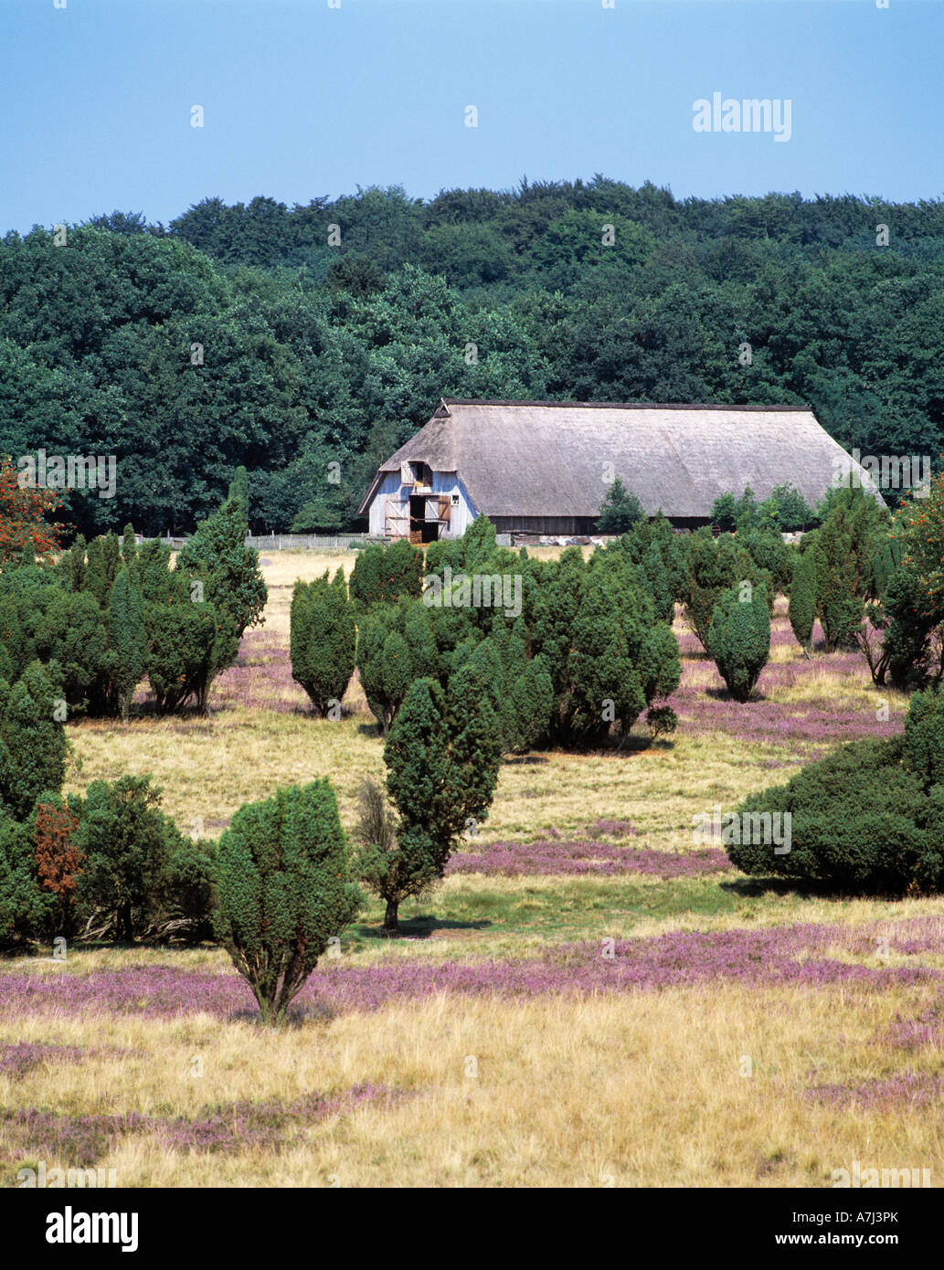 Bauernhof in der bluehenden Heidelandschaft im Naturschutzpark Lueneburger Heide, Bassa Sassonia Foto Stock