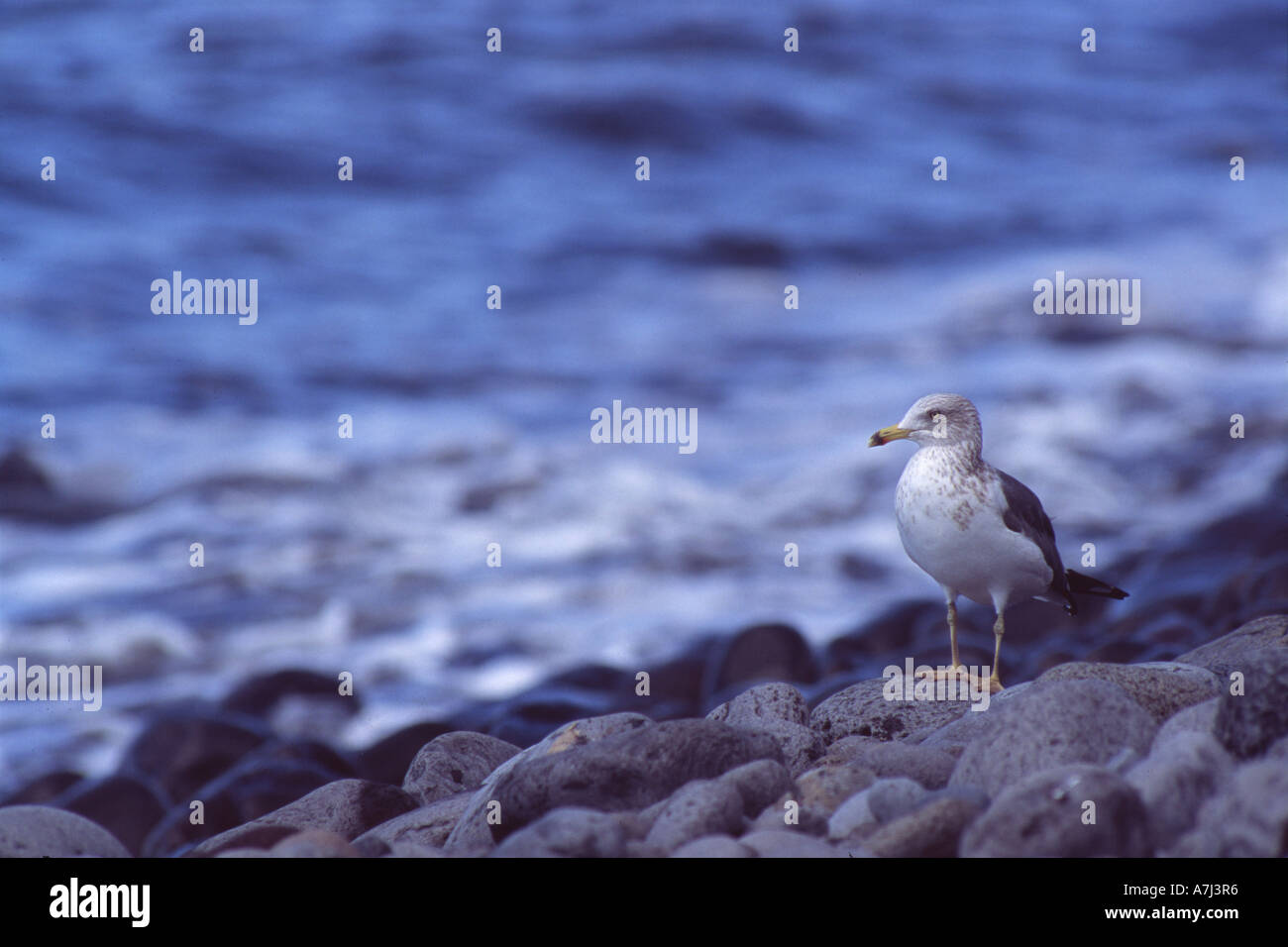 Giallo-zampe (gabbiano Larus cachinnans atlantis) sulla riva su La Gomera Foto Stock