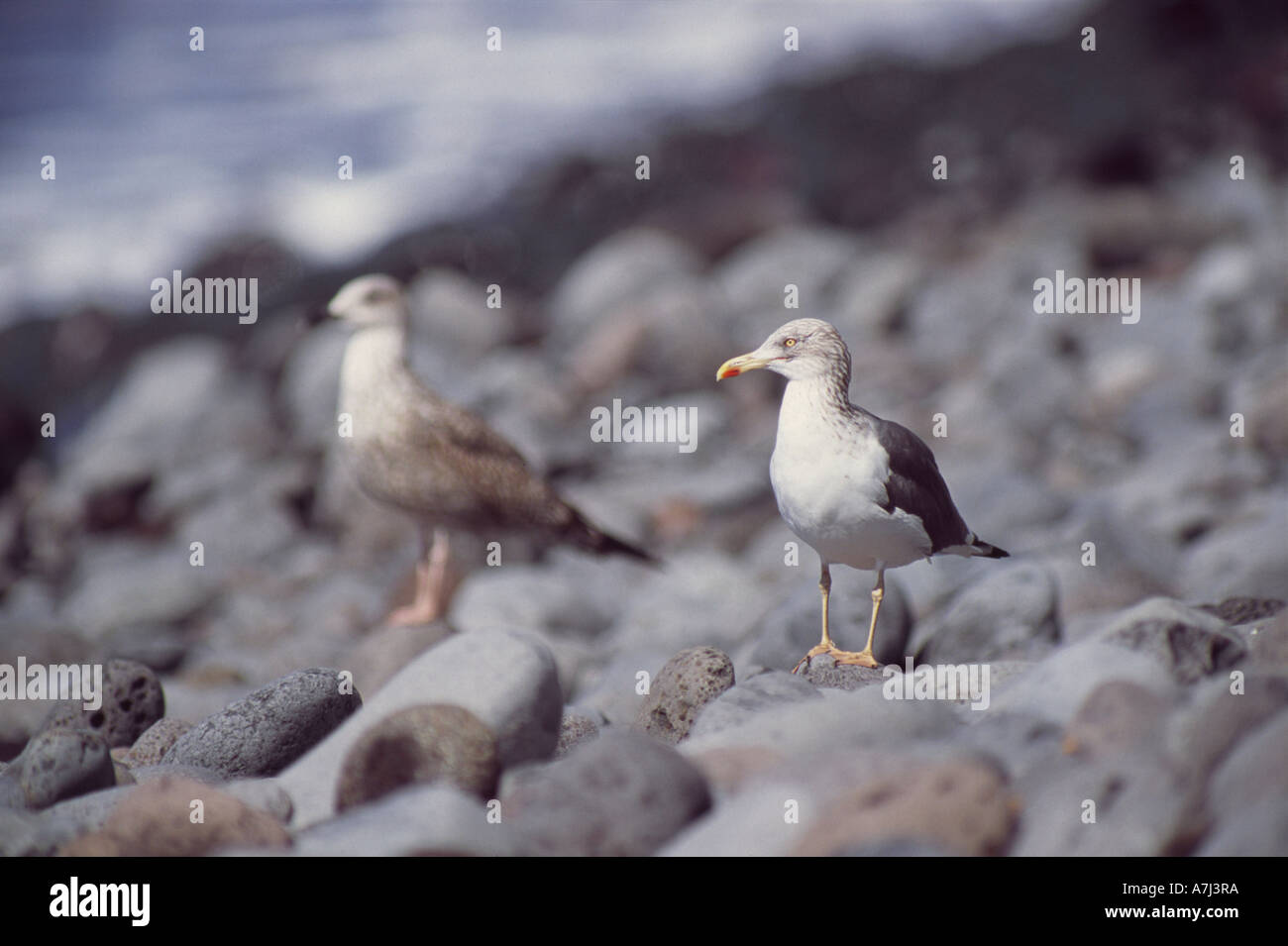 Giallo-zampe (gabbiano Larus cachinnans atlantis) sulla riva su La Gomera Foto Stock