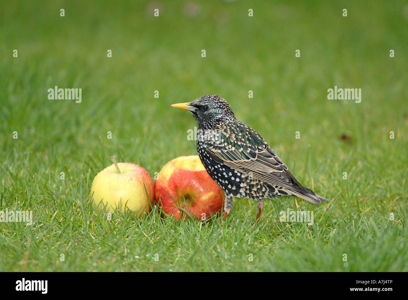 Starling - presso apple / Sturnus vulgaris Foto Stock