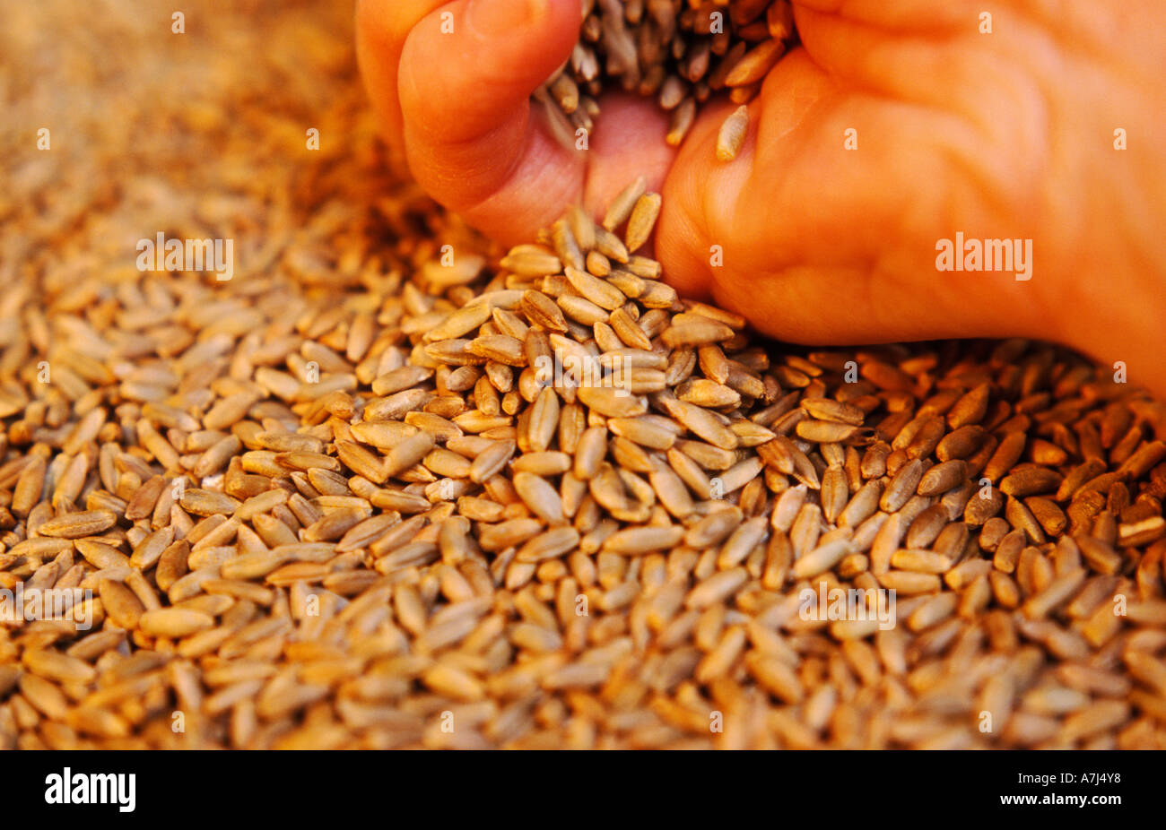 Organici di grano di segale Foto Stock